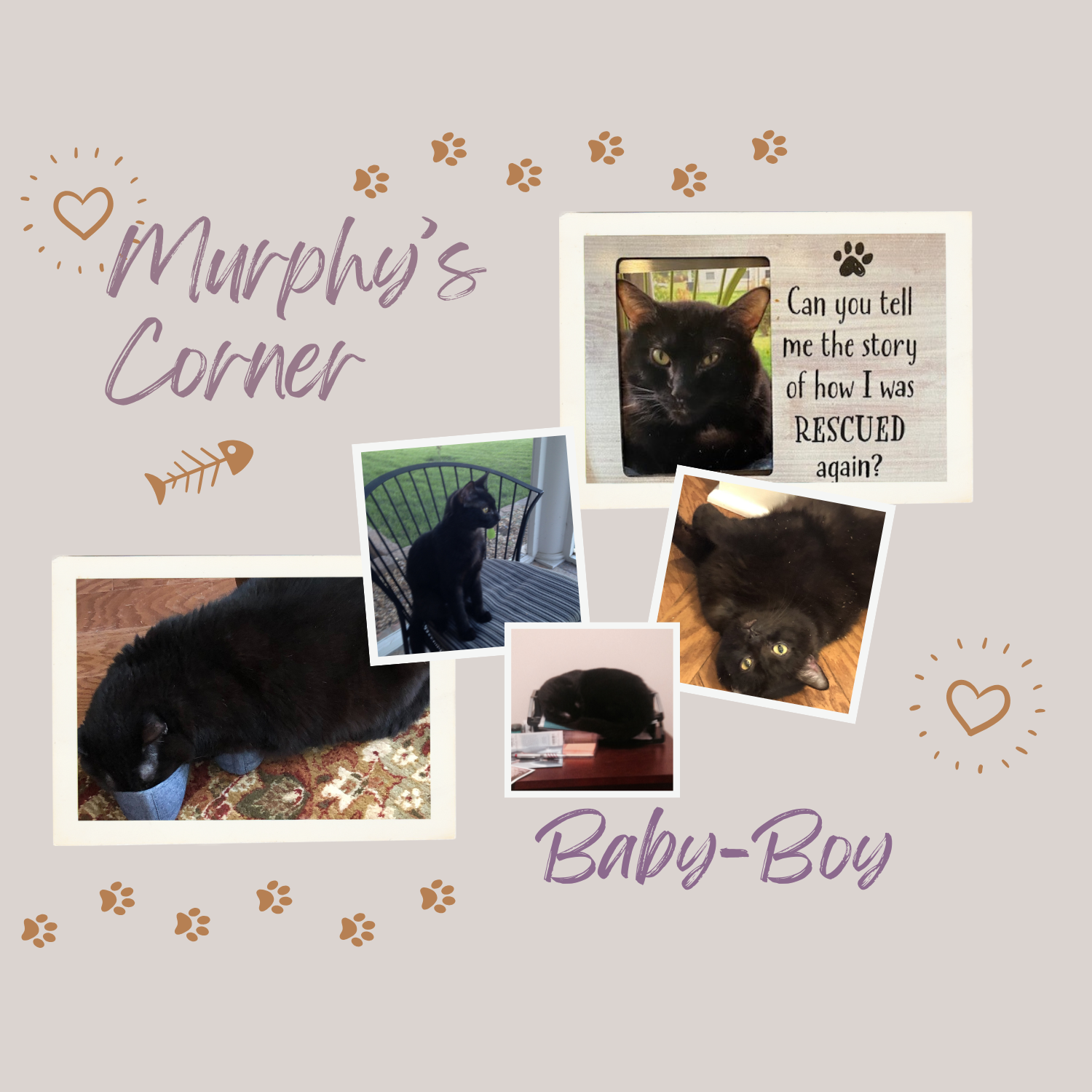 Murphy’s Corner collage – black rescue cat, paws, and memories